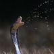 Illustration for article titled How Do Spitting Cobras Hit Their Prey With Such Accuracy?